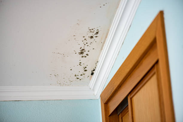 Best Bathroom Mold Remediation in Topeka, KS
